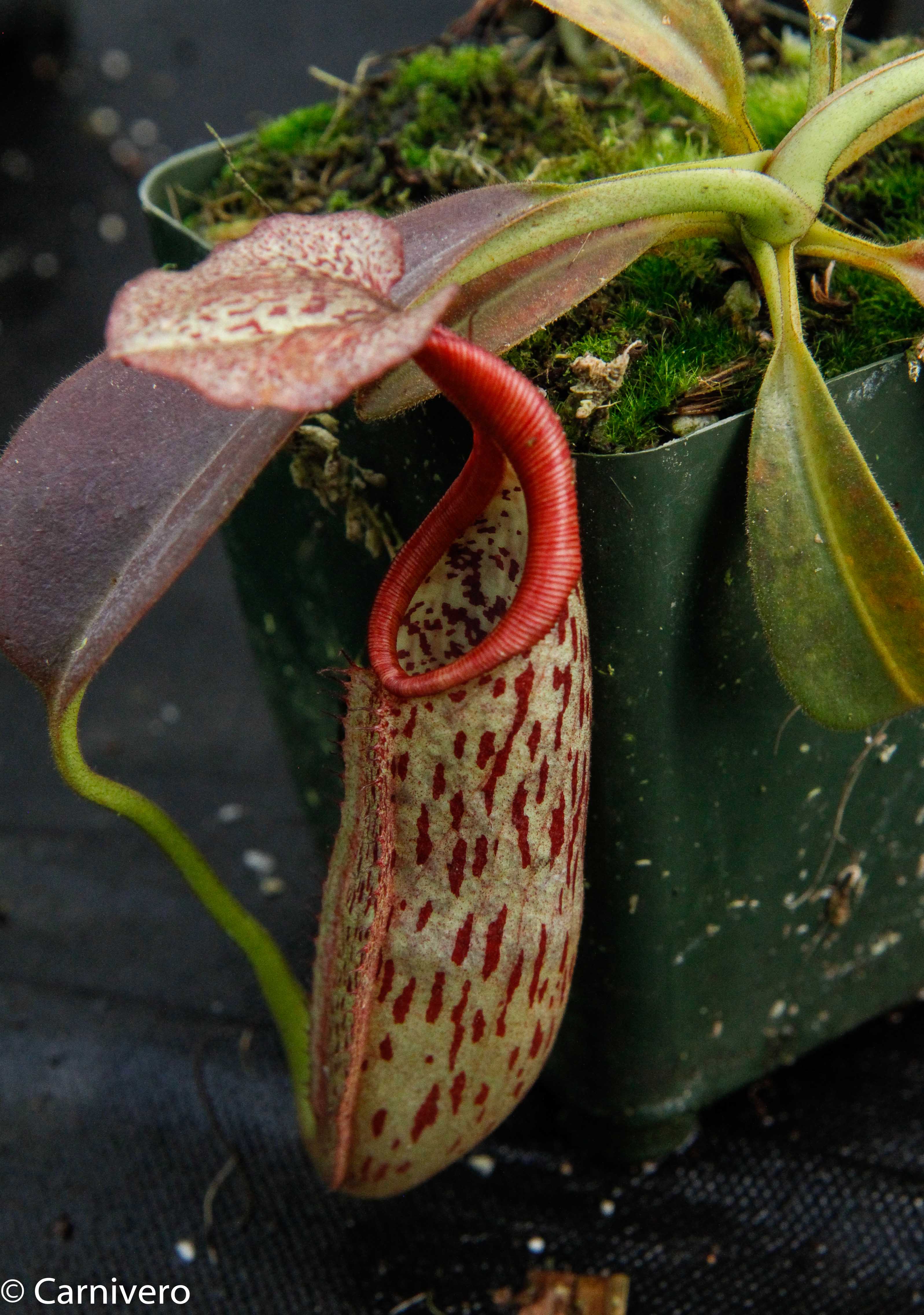 Nepenthes eymae, BE-3736 – Carnivero