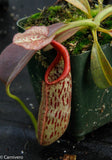 Nepenthes eymae, BE-3736, pitcher plant, carnivorous plant, collectors plant, large pitchers, rare plants