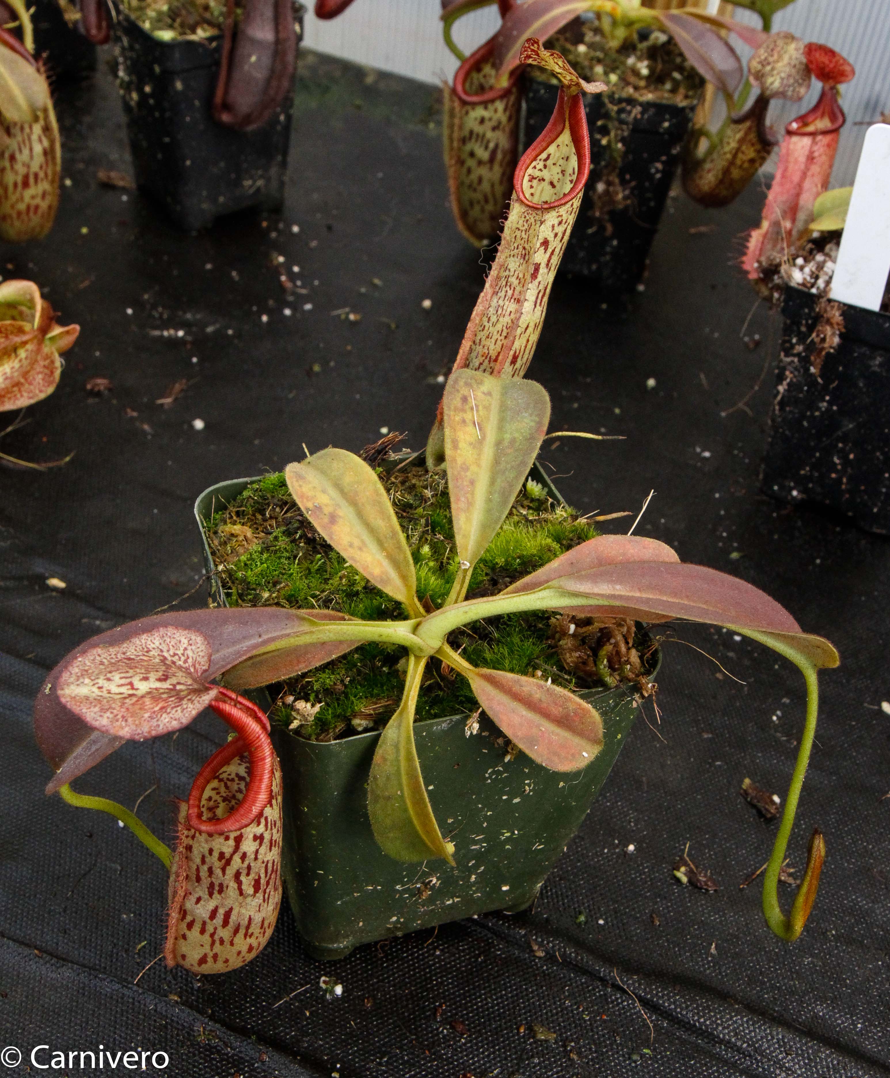 Nepenthes eymae 挿木苗 Nepenthes eymae X -Seed Pod – Carnivero