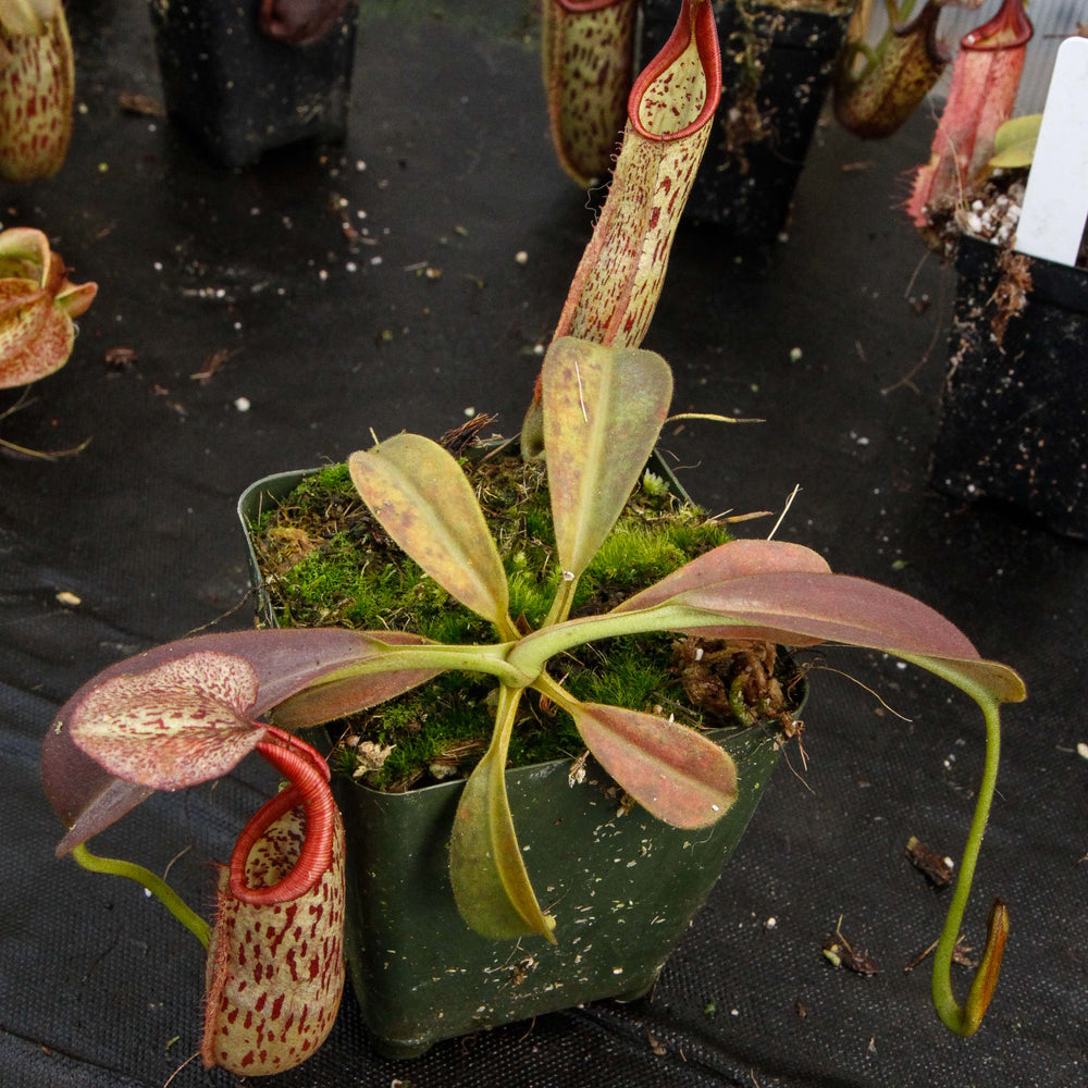 
                      
                        Nepenthes eymae, BE-3736, pitcher plant, carnivorous plant, collectors plant, large pitchers, rare plants
                      
                    