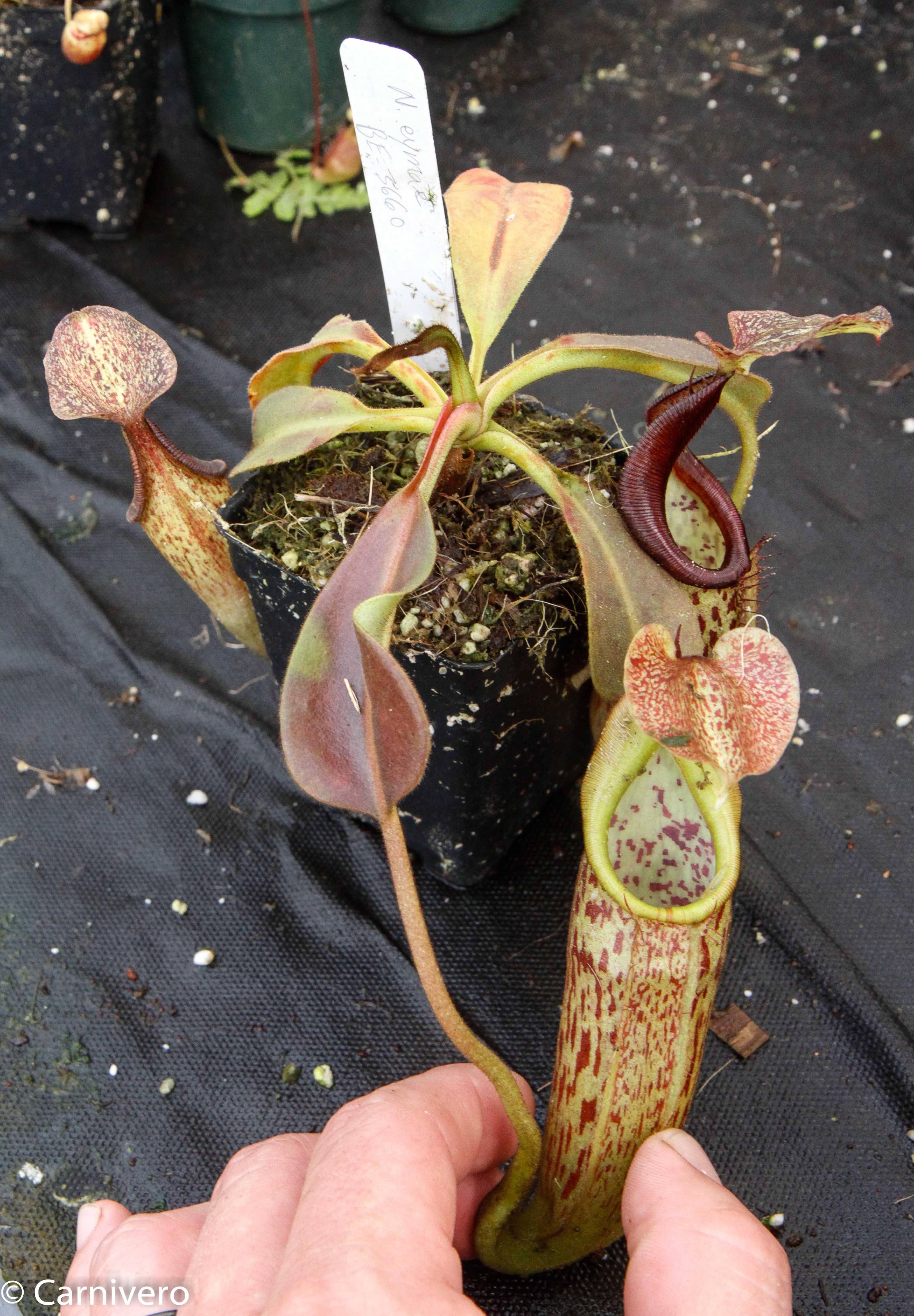 Nepenthes eymae 挿木苗 Nepenthes eymae X -Seed Pod – Carnivero