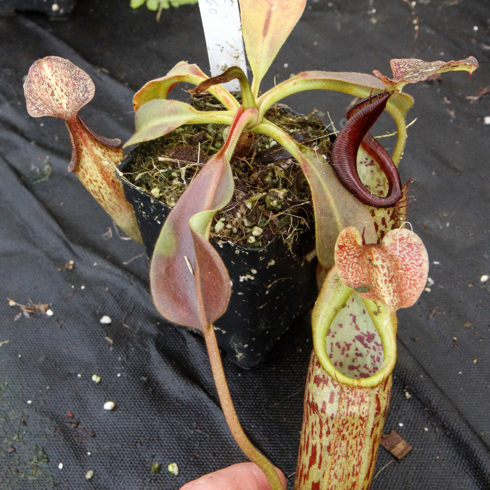 
                      
                        Nepenthes eymae, BE-3736, pitcher plant, carnivorous plant, collectors plant, large pitchers, rare plants
                      
                    