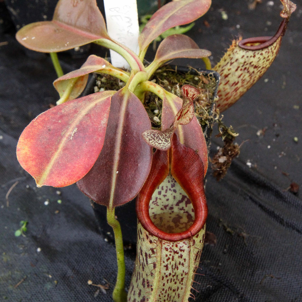 
                      
                        Nepenthes eymae, BE-3736, pitcher plant, carnivorous plant, collectors plant, large pitchers, rare plants
                      
                    