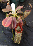 Nepenthes eymae, BE-3736, pitcher plant, carnivorous plant, collectors plant, large pitchers, rare plants