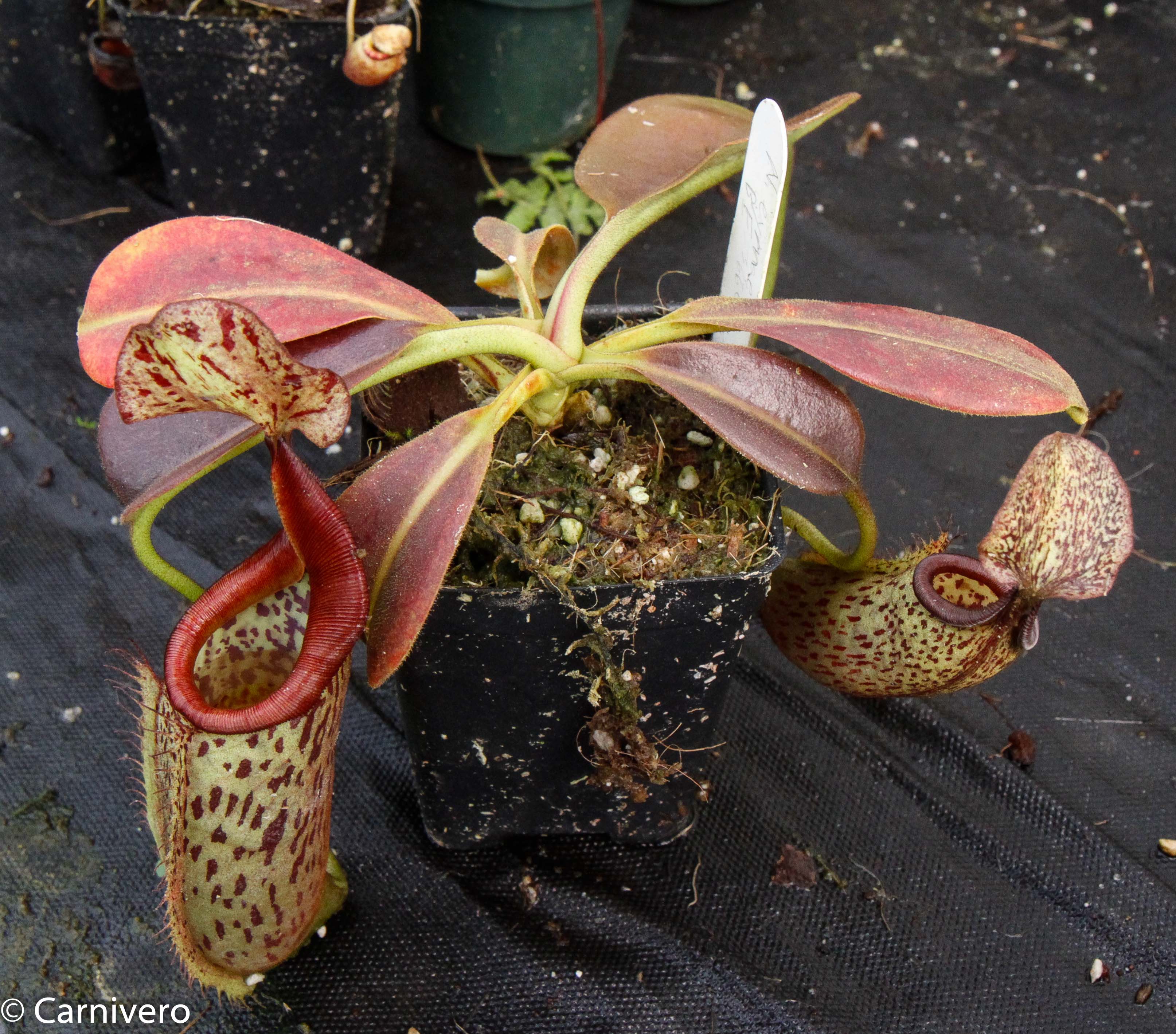 洋楽 anesthesy Nepenthes eymae, BE-3736 – Carnivero