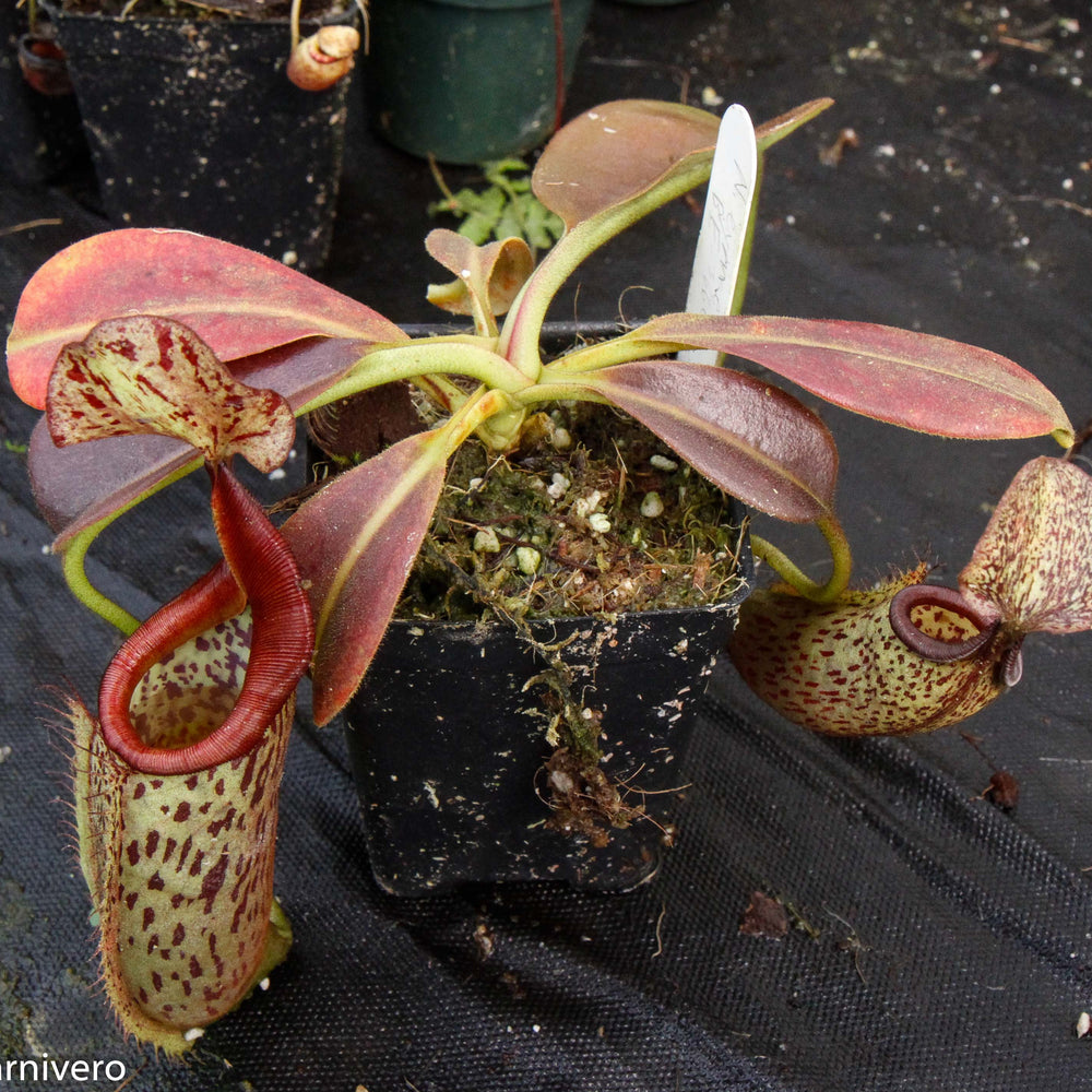 Nepenthes eymae, BE-3736, pitcher plant, carnivorous plant, collectors plant, large pitchers, rare plants