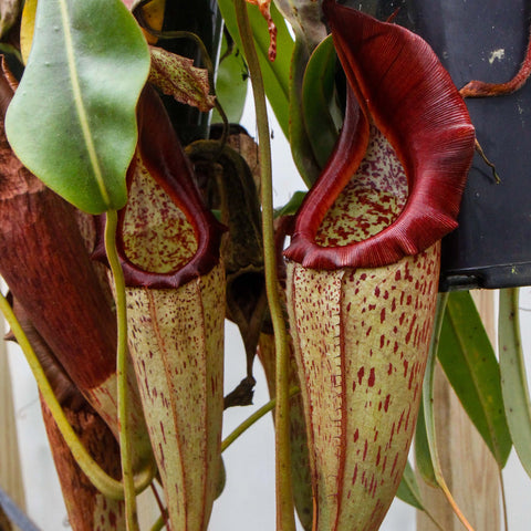 Nepenthes eymae BE-3736 plant with tall green speckled pitchers and dark red flared peristomes