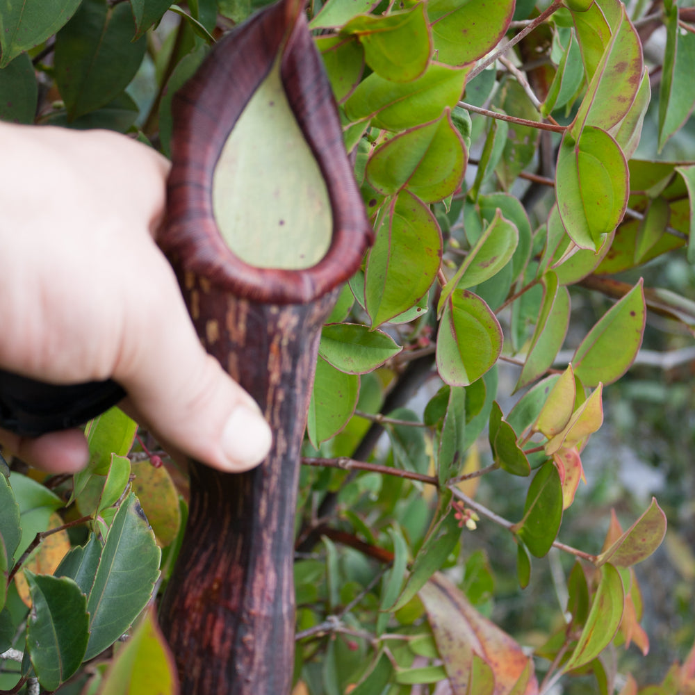 
                      
                        Nepenthes faizaliana, CAR-0123
                      
                    