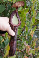 Nepenthes faizaliana, CAR-0123