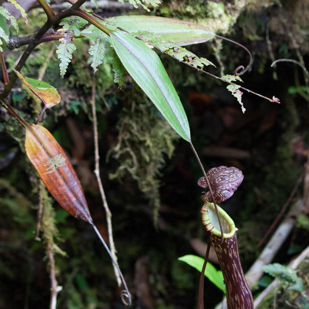 
                      
                        Nepenthes faizaliana, CAR-0123
                      
                    