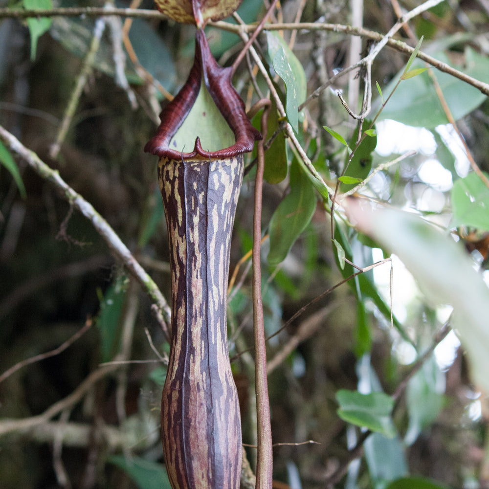 
                      
                        Nepenthes faizaliana, CAR-0123
                      
                    