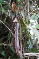 Nepenthes faizaliana, CAR-0123