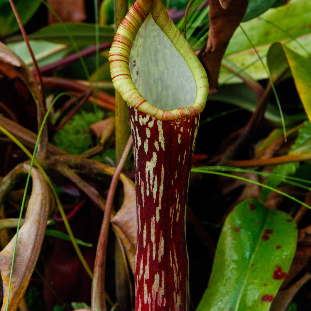 Nepenthes faizaliana, CAR-0123