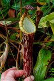 Nepenthes faizaliana, CAR-0123