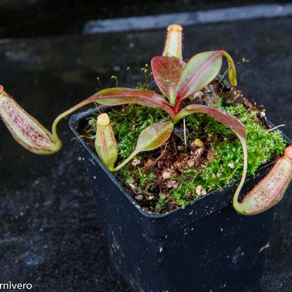 
                      
                        Nepenthes faizaliana, CAR-0123
                      
                    