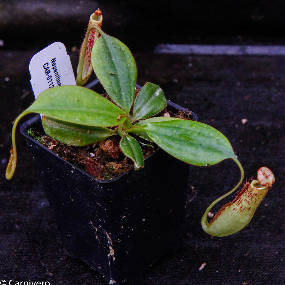 
                      
                        Nepenthes faizaliana, CAR-0123
                      
                    