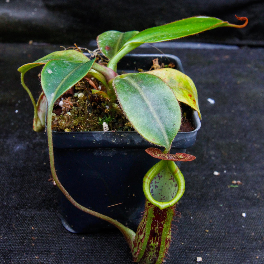 
                      
                        Nepenthes faizaliana, CAR-0123
                      
                    