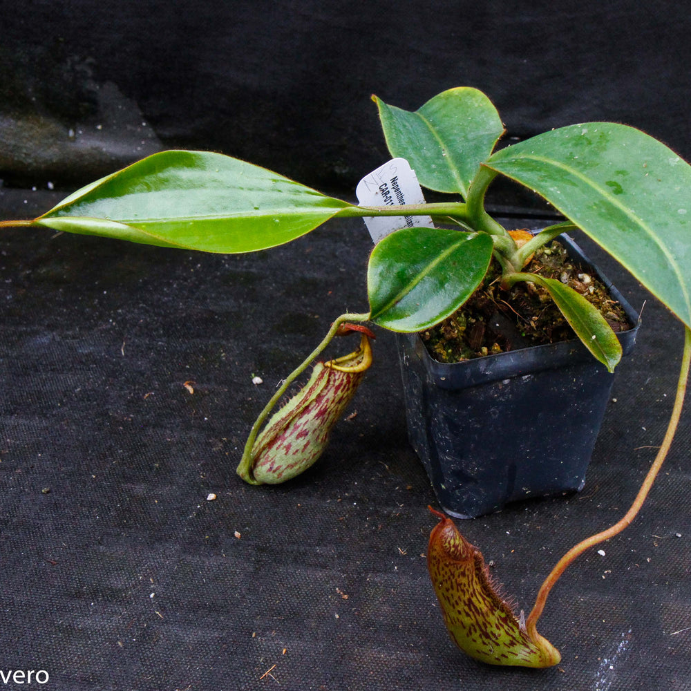 
                      
                        Nepenthes faizaliana, CAR-0123
                      
                    