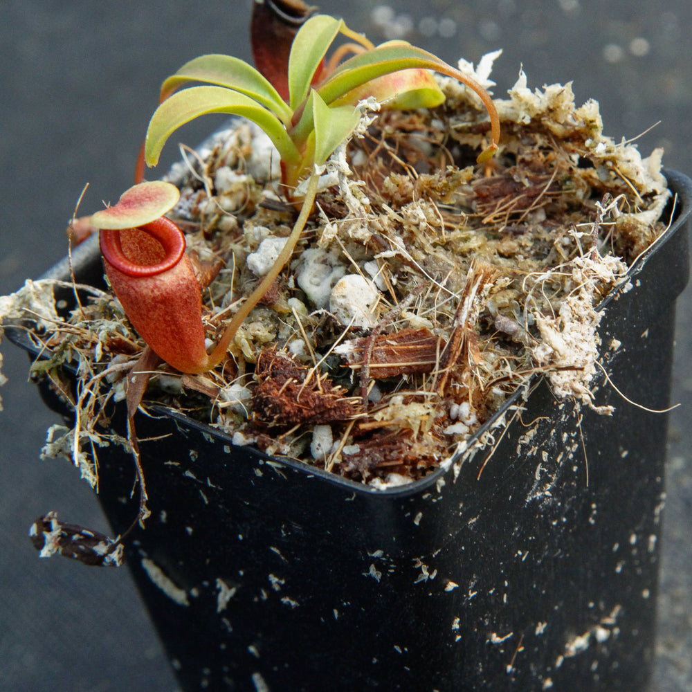
                      
                        Nepenthes flava BE-3652
                      
                    