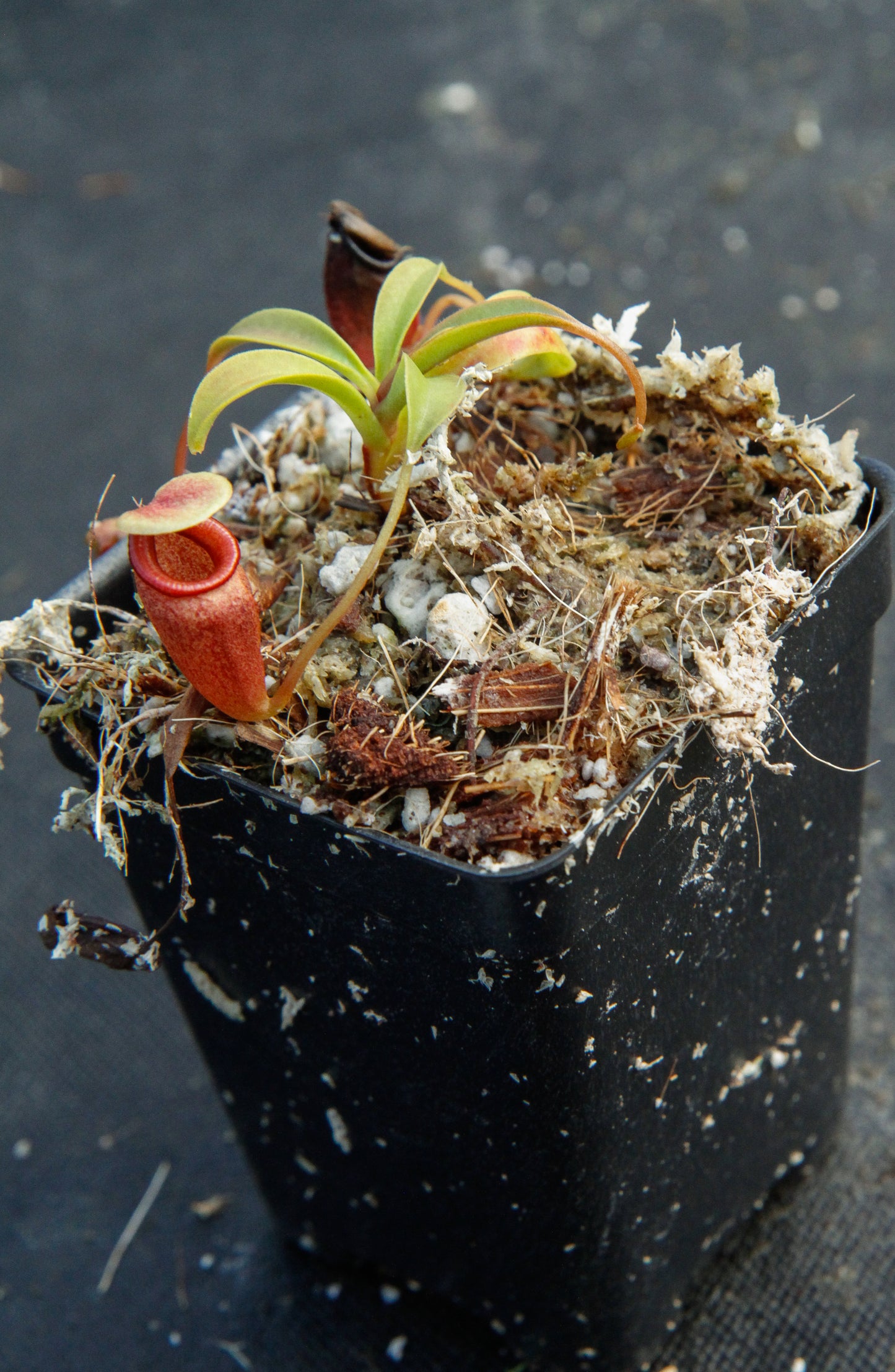 Nepenthes flava BE-3652