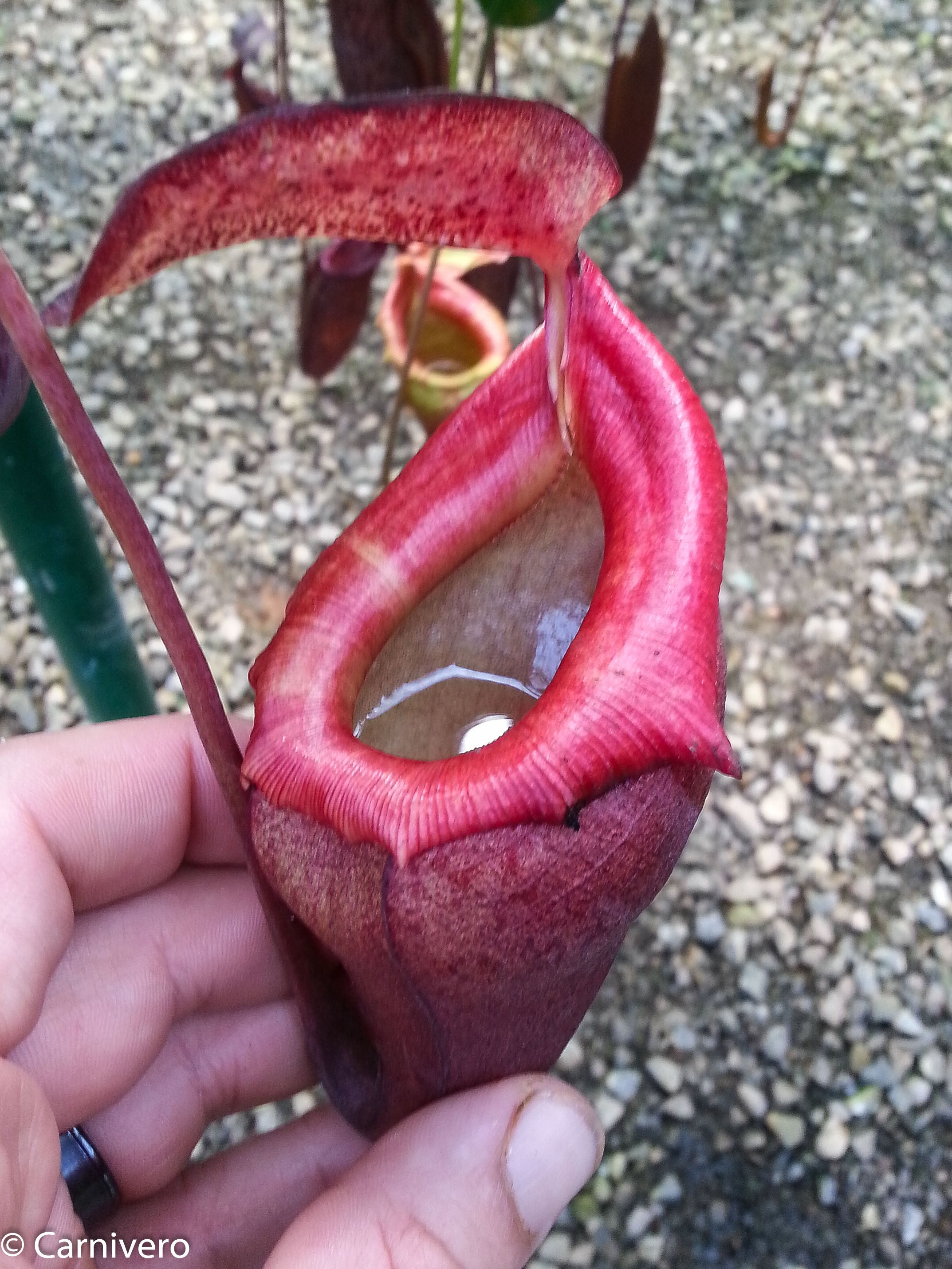 Nepenthes flava BE-3652 – Carnivero