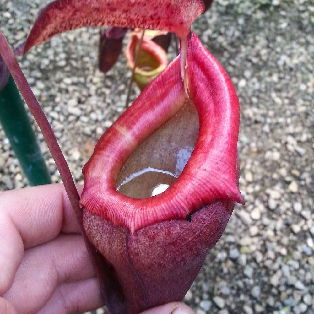 
                      
                        Nepenthes flava BE-3652
                      
                    