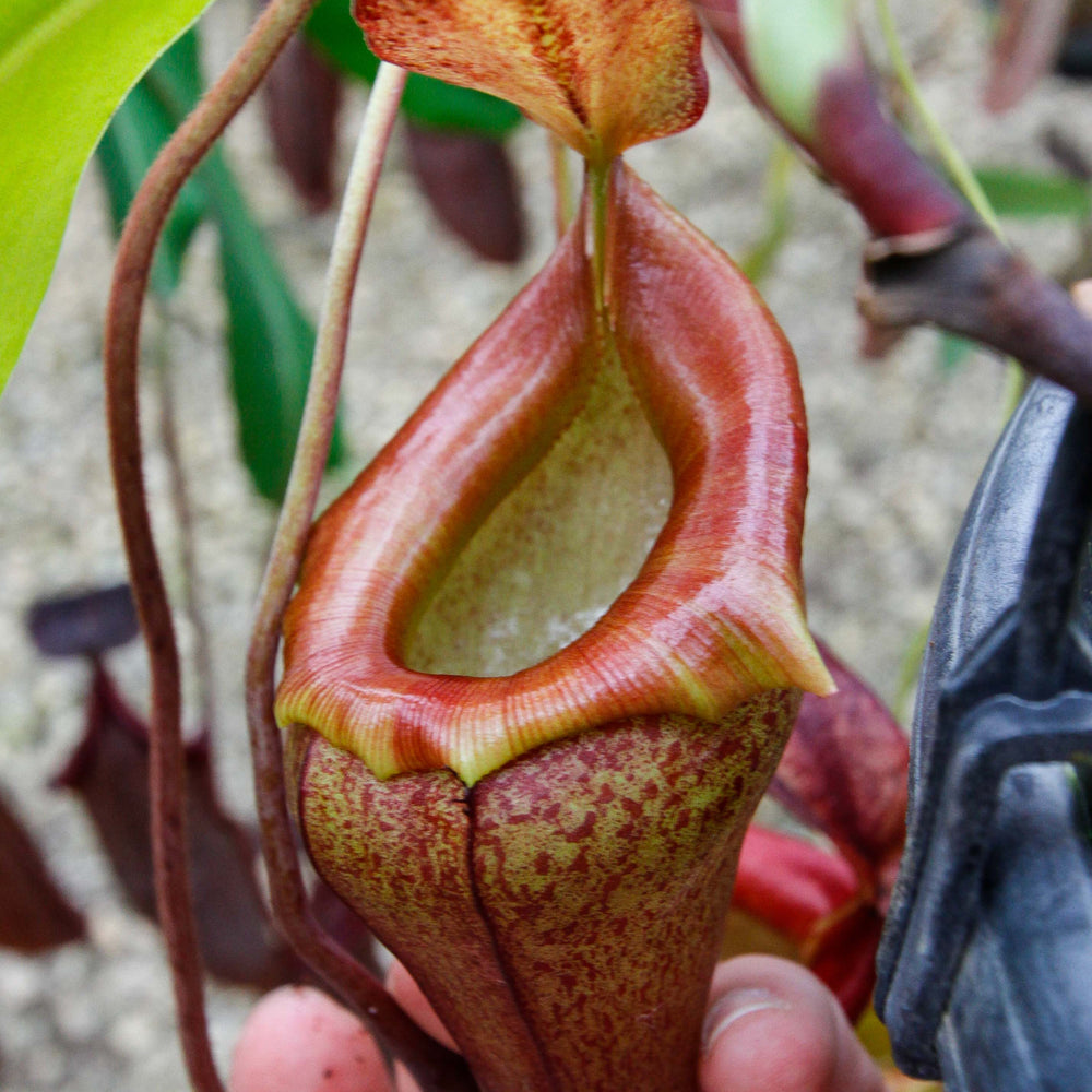 
                      
                        Nepenthes flava BE-3652
                      
                    