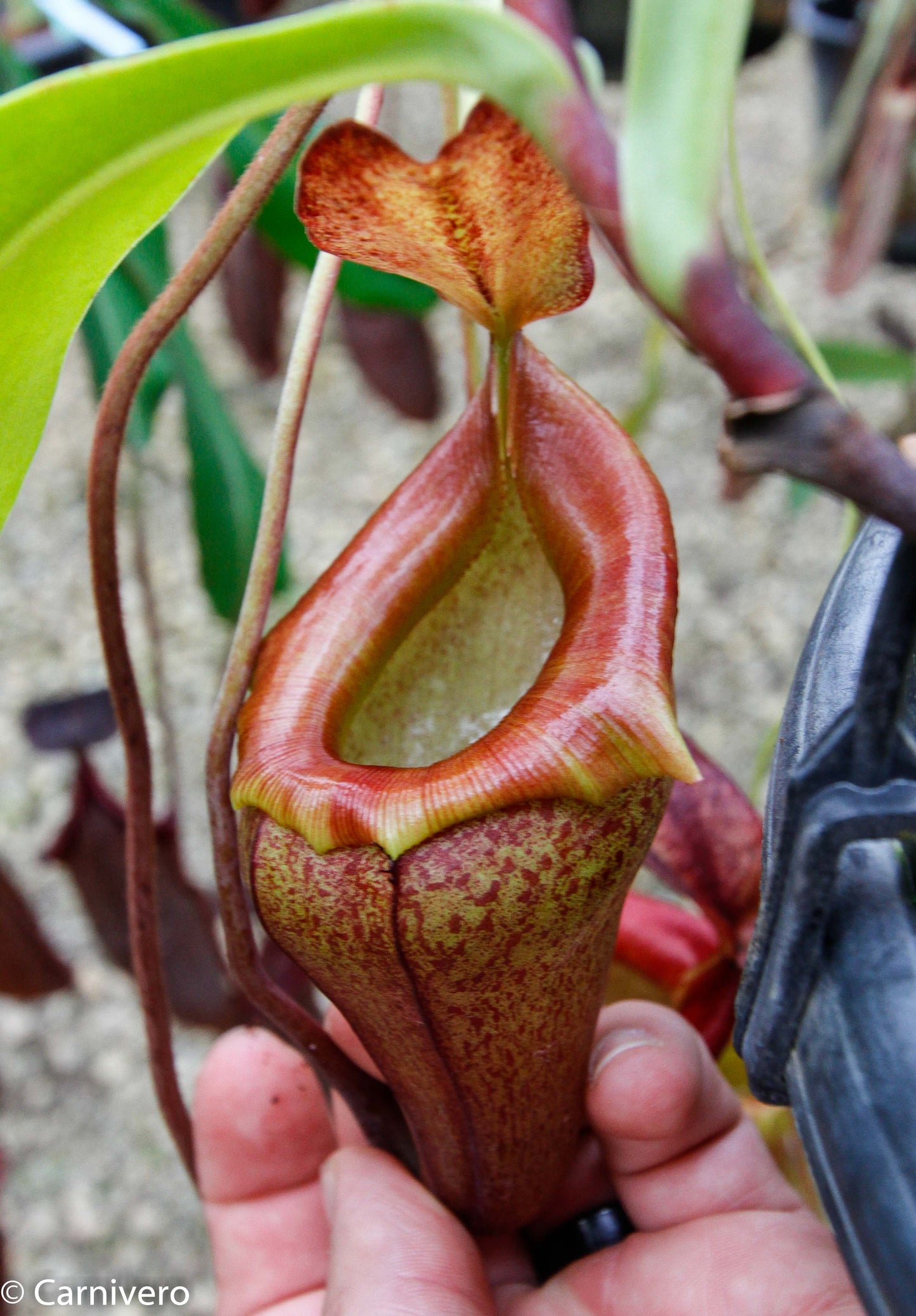 Nepenthes flava BE-3652