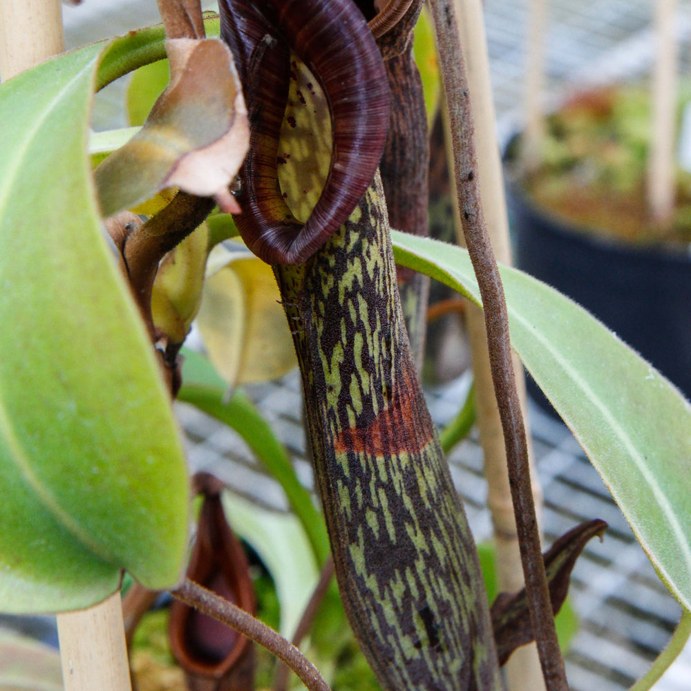 Nepenthes zakriana, BE-3068
