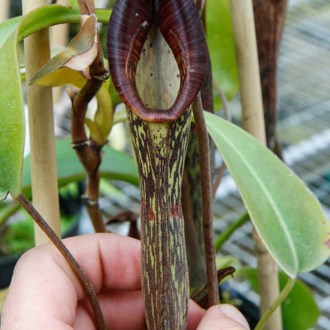 Close up of Nepenthes zakriana BE-3068 with a tall dark maroon pitcher attached to a striped stem