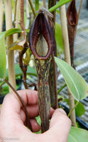 Nepenthes zakriana, BE-3068