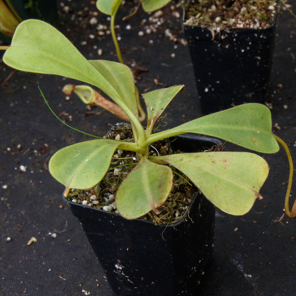 
                      
                        Nepenthes zakriana, BE-3068
                      
                    