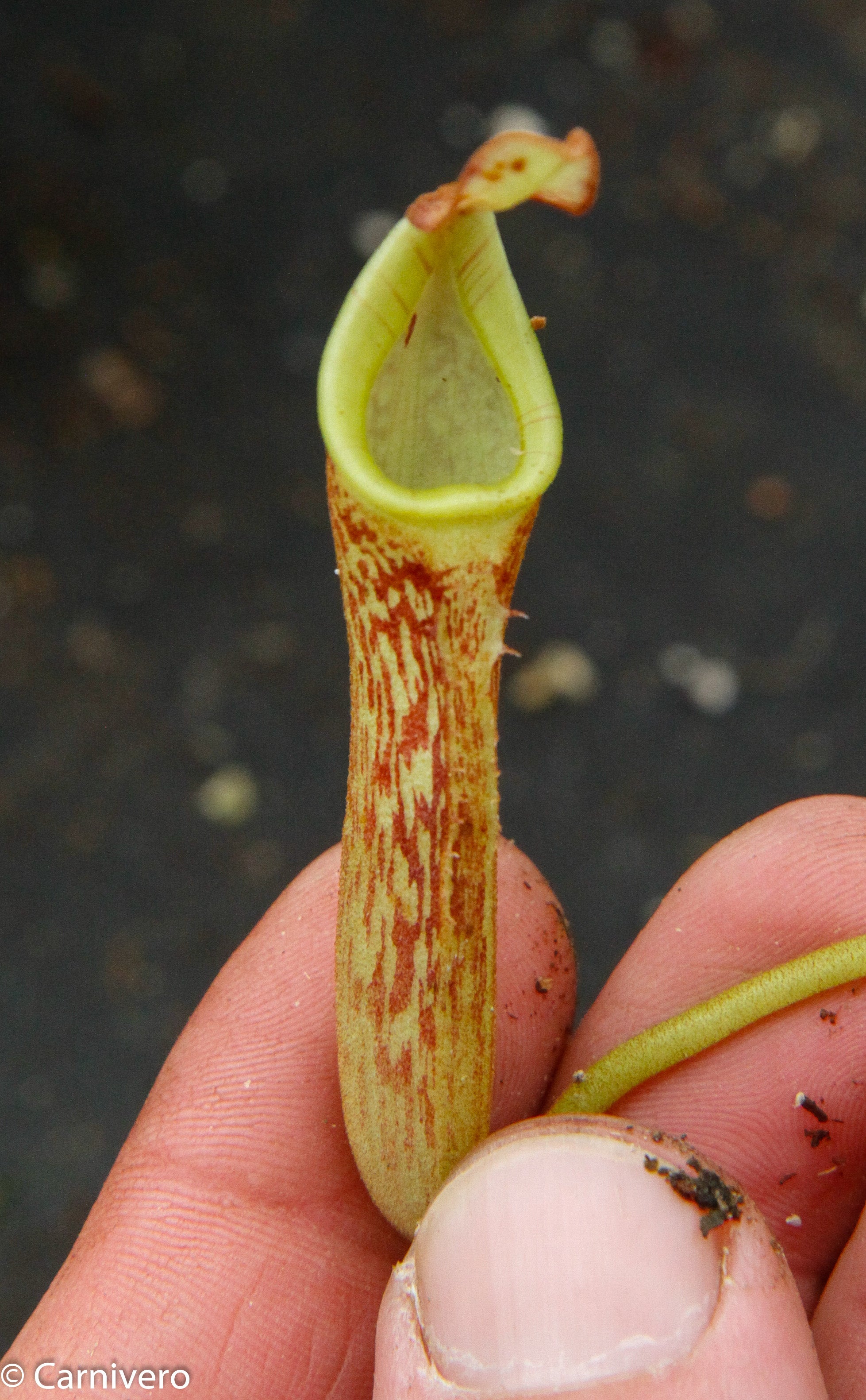 Nepenthes zakriana, BE-3068 – Carnivero