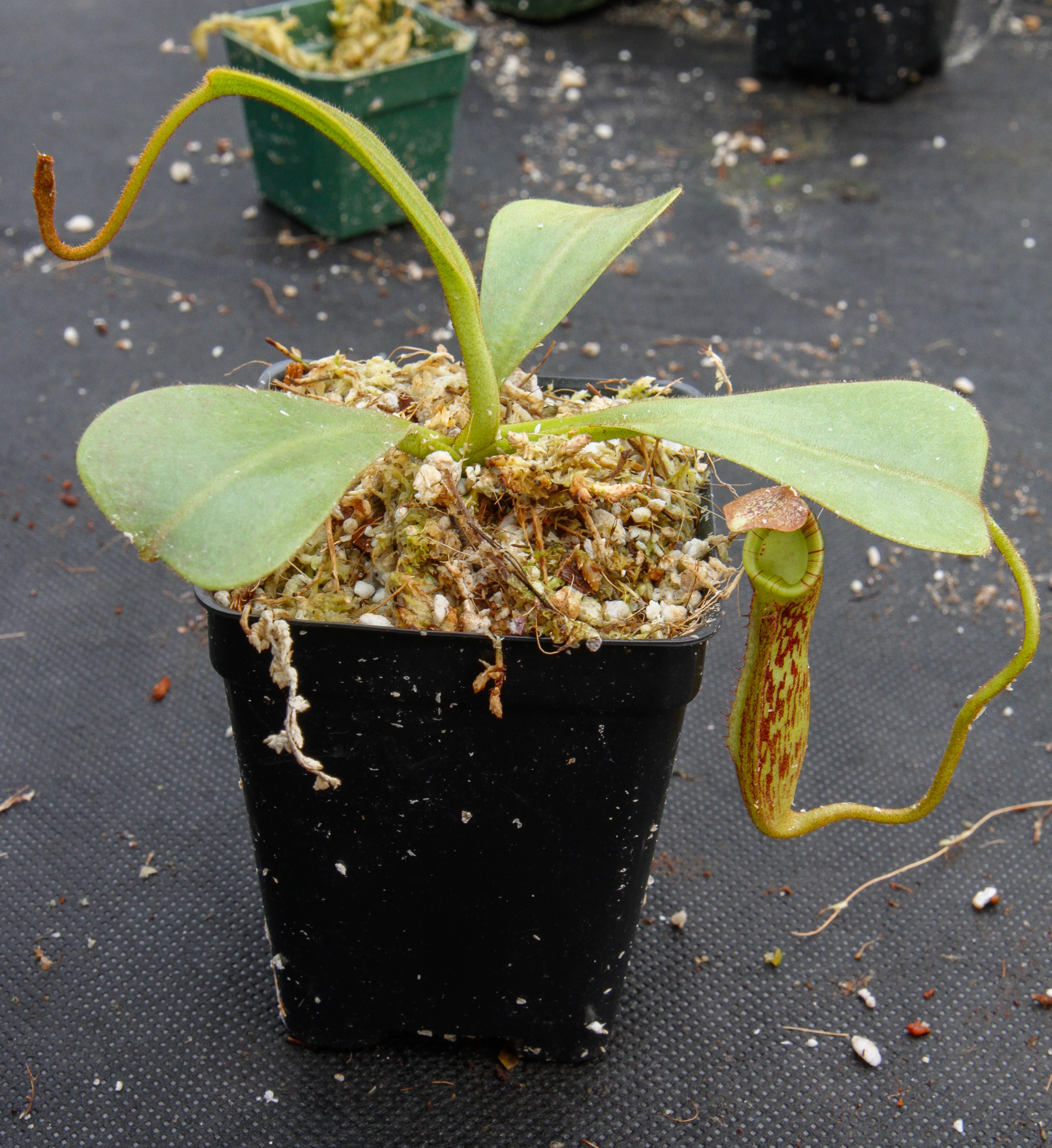Nepenthes zakriana, BE-3068 – Carnivero