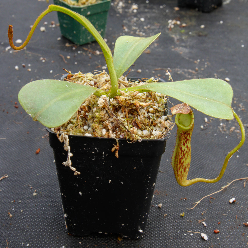 
                      
                        Nepenthes zakriana, BE-3068
                      
                    