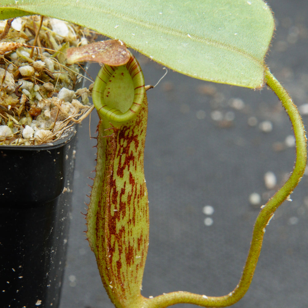 
                      
                        Nepenthes zakriana, BE-3068
                      
                    
