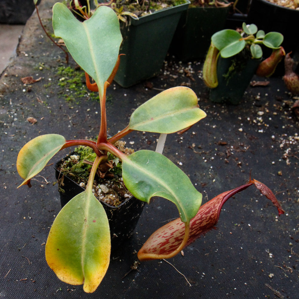 
                      
                        Nepenthes dactylifera
                      
                    