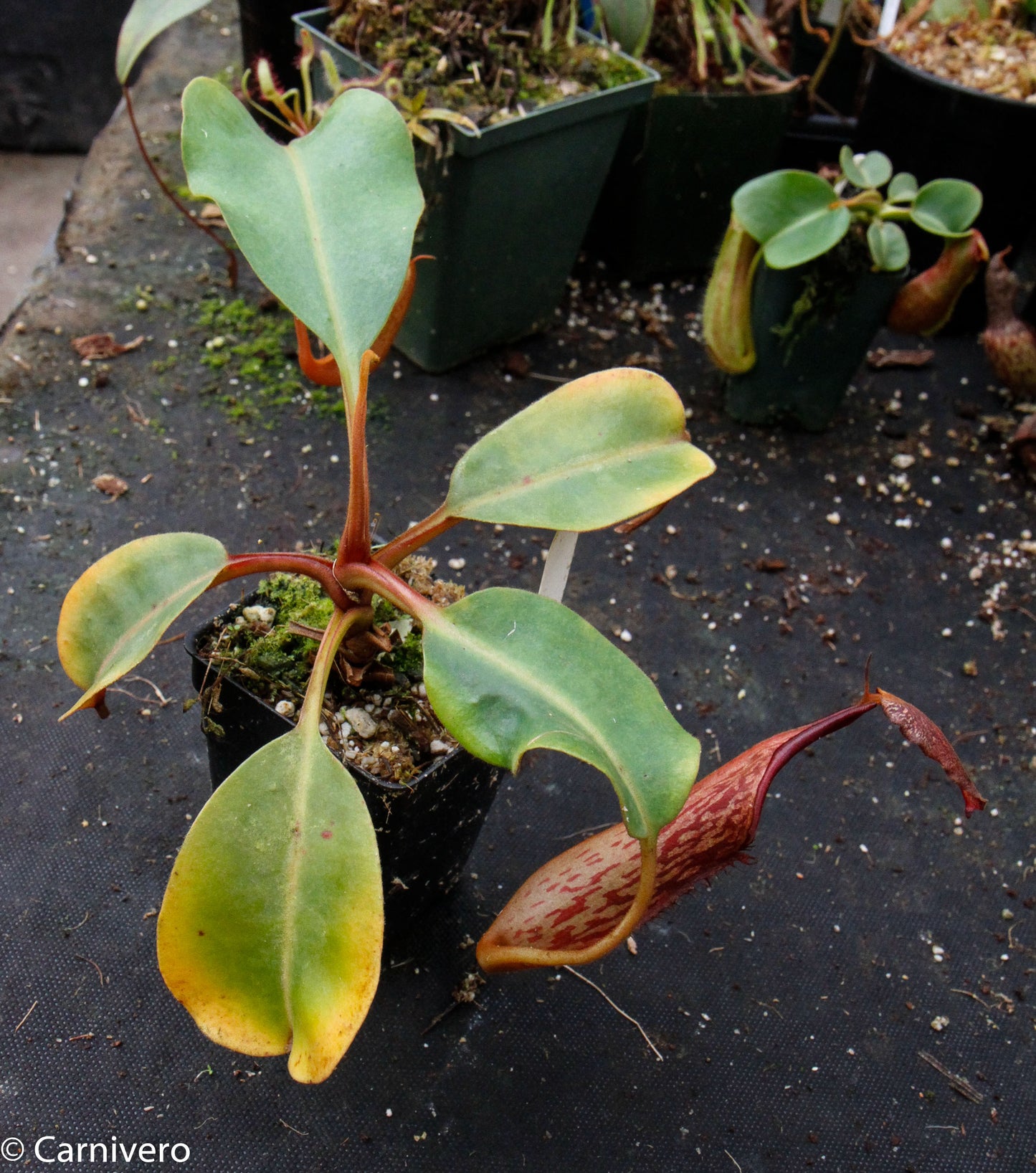 Nepenthes dactylifera