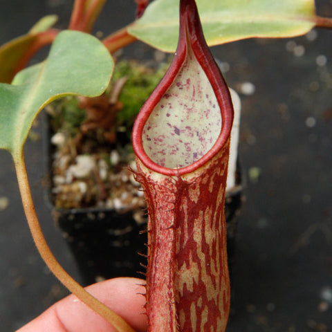 Hand holding a red speckled Nepenthes dactylifera pitcher with pale interior