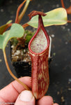 Nepenthes dactylifera