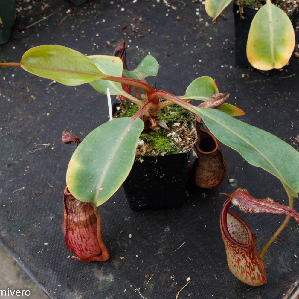 
                      
                        Nepenthes dactylifera
                      
                    