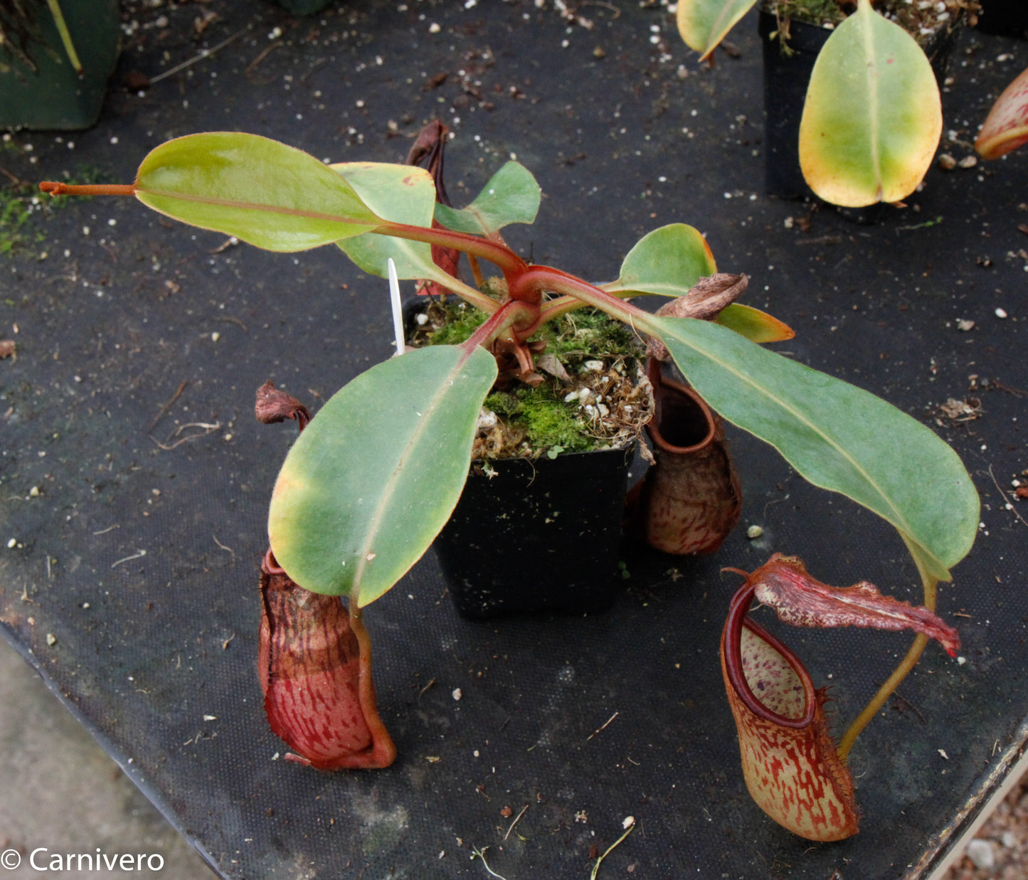 Nepenthes dactylifera