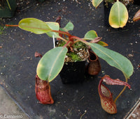Nepenthes dactylifera