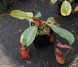 Nepenthes dactylifera