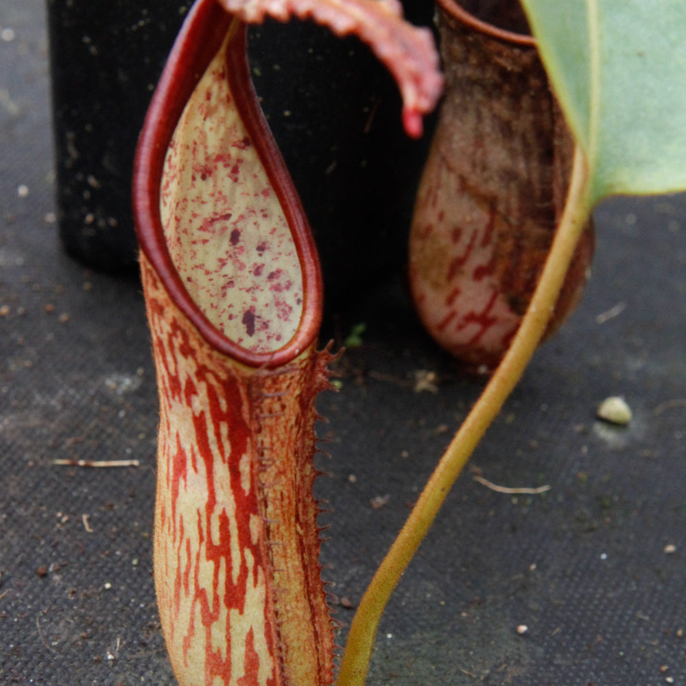 
                      
                        Nepenthes dactylifera
                      
                    