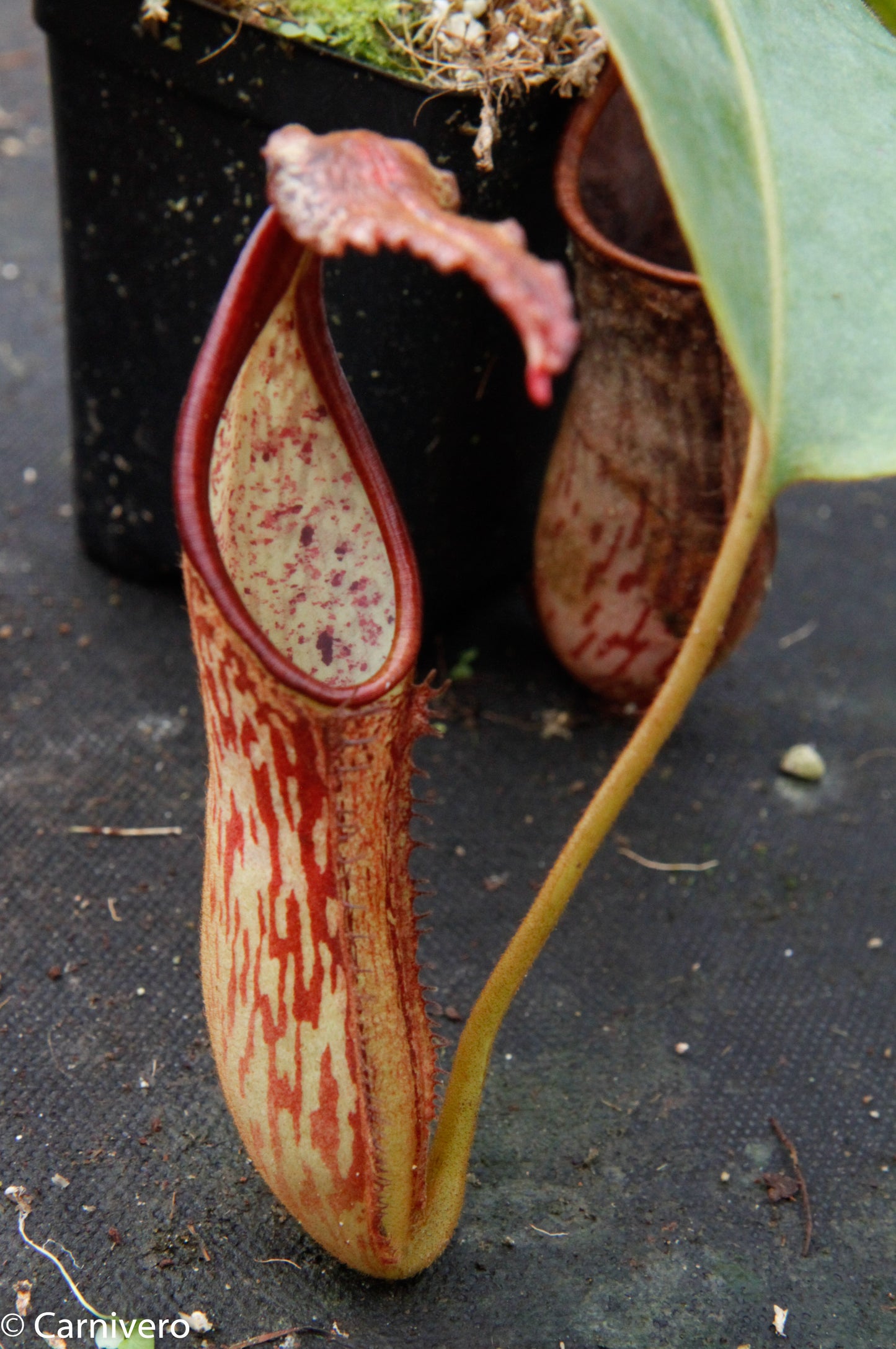 Nepenthes dactylifera