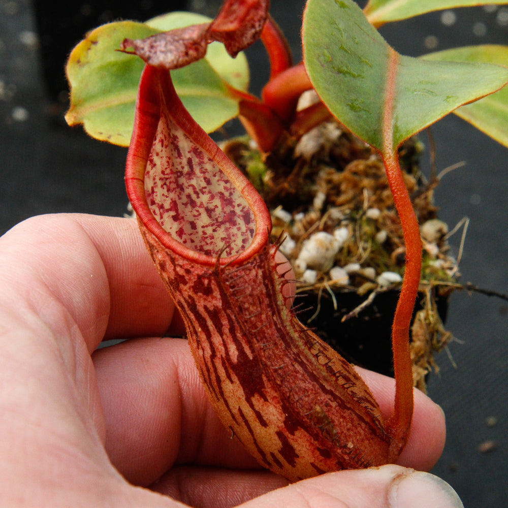 
                      
                        Nepenthes dactylifera
                      
                    
