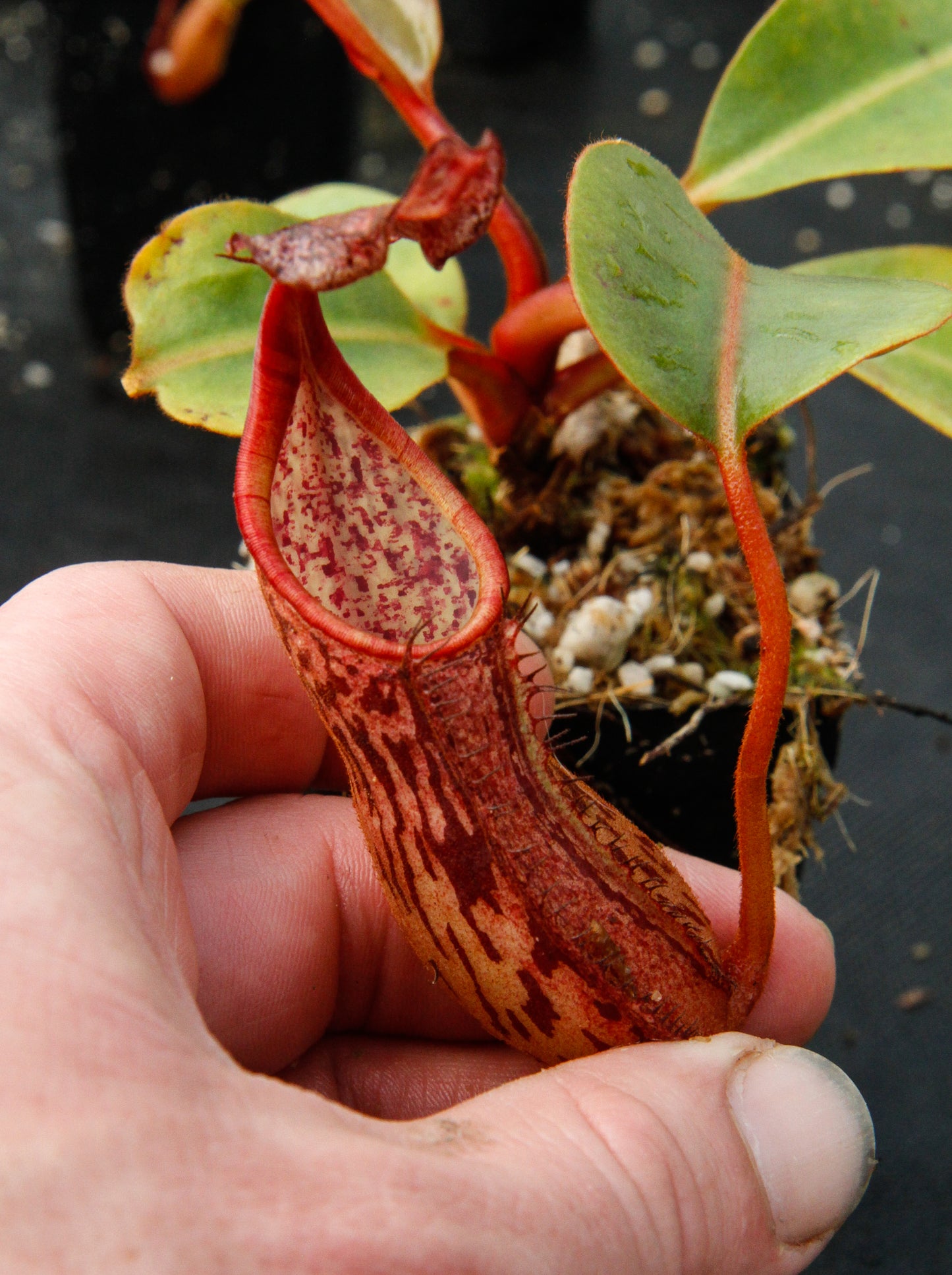 Nepenthes dactylifera
