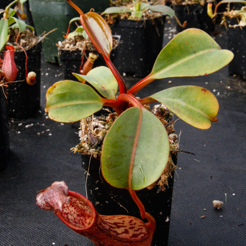 
                      
                        Nepenthes dactylifera
                      
                    