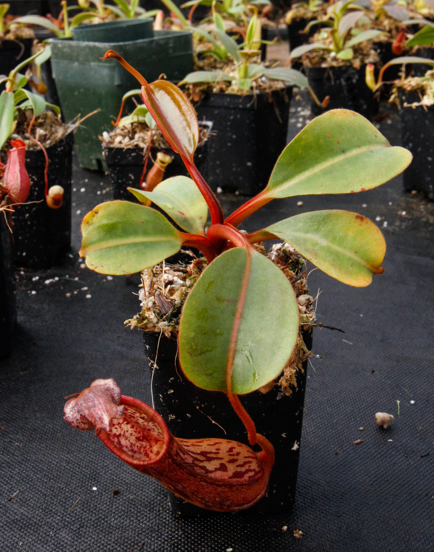 Nepenthes dactylifera